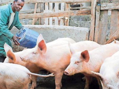 500k KES Monthly Pig Farming in Kenya